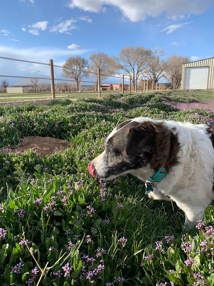 dog sniffing flower