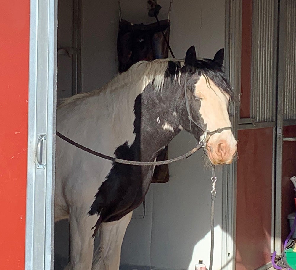 horse in stall